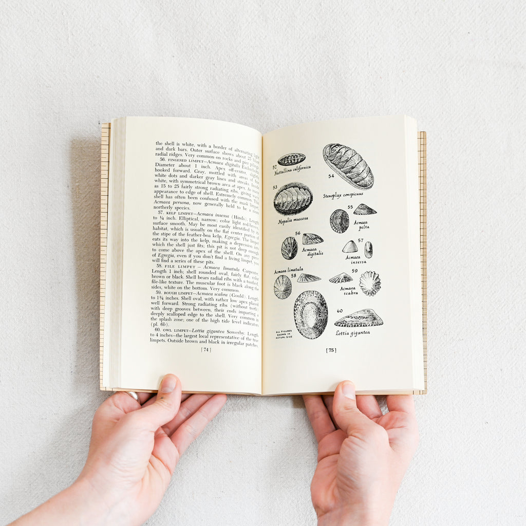 Seashore Life of Southern California