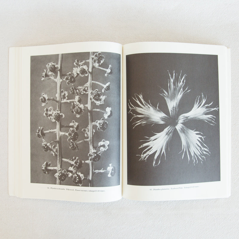 Natural Art Forms