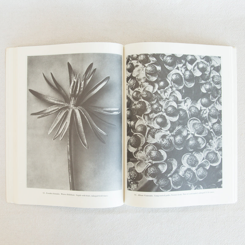 Natural Art Forms